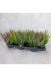 Calluna Beauty Ladies Ø 9,5 Trio