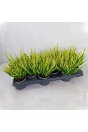 Calluna Beauty Ladies Ø 9,5 rumena