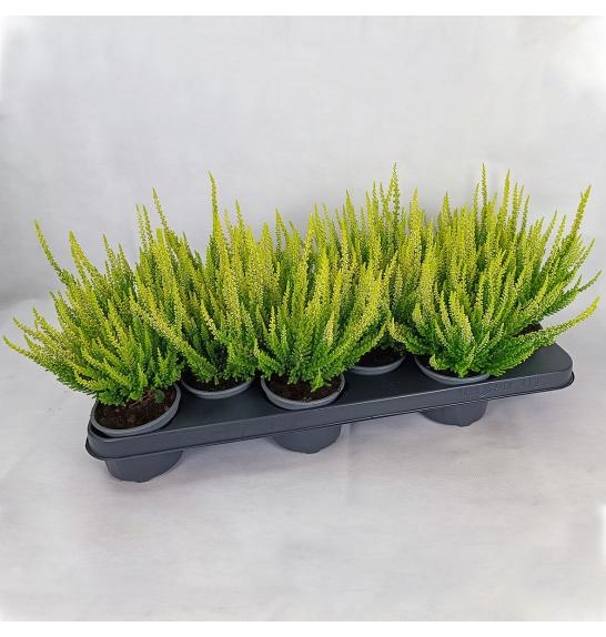 Calluna Beauty Ladies Ø 9,5 rumena