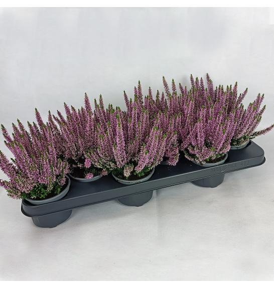 Calluna Beauty Ladies Ø 9,5 lila