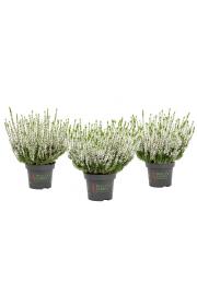 Calluna Beauty Ladies Ø 9,5 bela