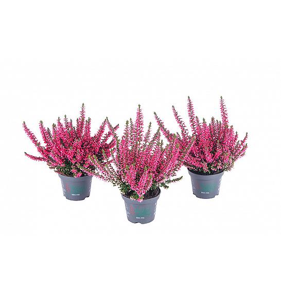 Calluna Beauty Ladies Ø 6 rdeča