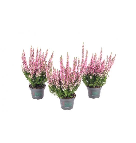 Calluna Beauty Ladies Ø 6 pink