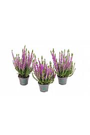 Calluna Beauty Ladies Ø 6 lila