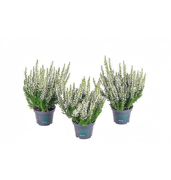 Calluna Beauty Ladies Ø 6 bela