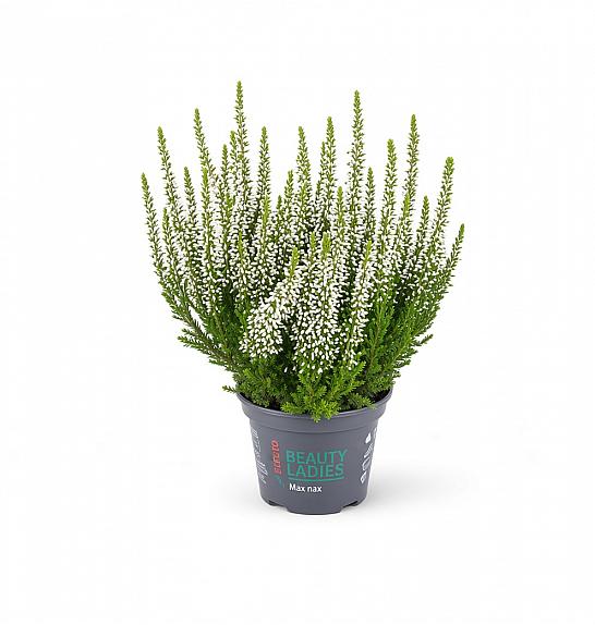 Calluna Beauty Ladies Ø 6 bela
