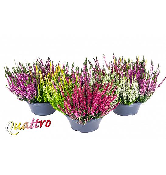 Calluna Beauty Ladies Ø 23 Quatro