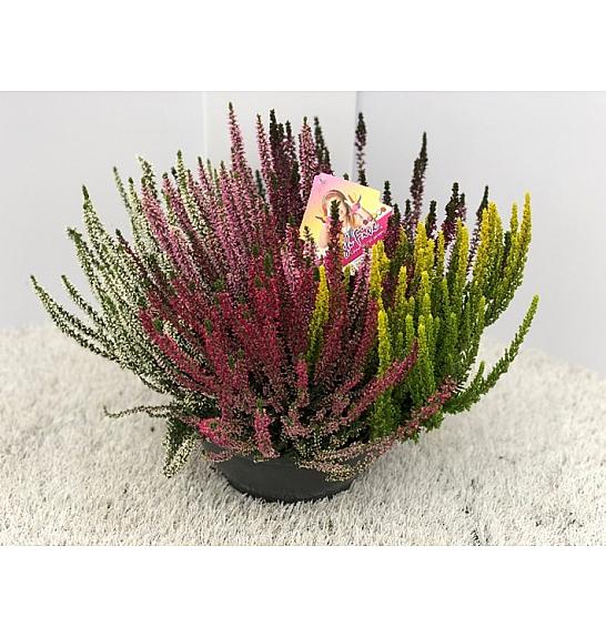 Calluna Beauty Ladies Ø 23 High Five