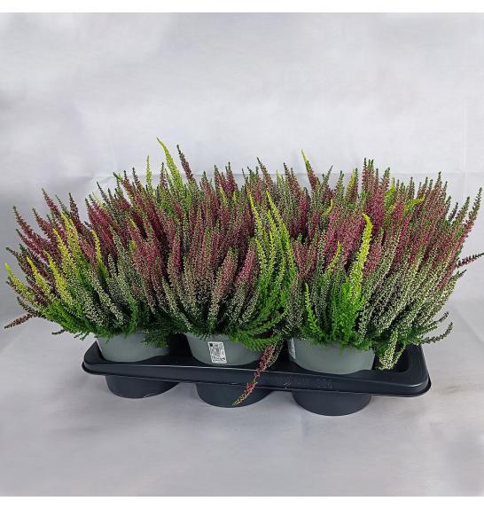 Calluna Beauty Ladies Ø 17 Trio