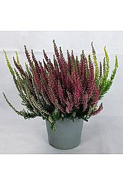 Calluna Beauty Ladies Ø 17 Trio