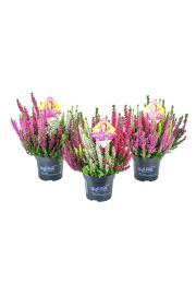 Calluna Beauty Ladies Ø 17 High Five
