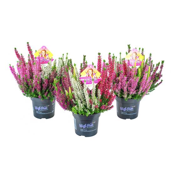 Calluna Beauty Ladies Ø 17 High Five