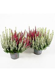 Calluna Beauty Ladies Ø 13 Twins