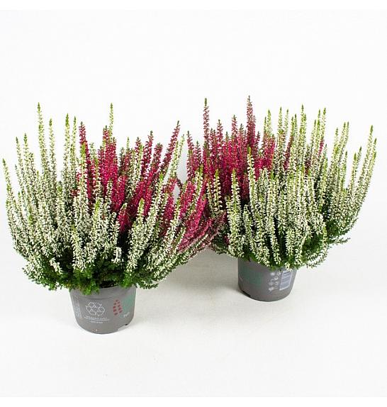 Calluna Beauty Ladies Ø 13 Twins