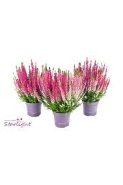 Calluna Beauty Ladies Ø 13 Trio