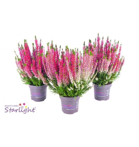 Calluna Beauty Ladies Ø 13 Trio
