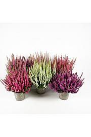 Calluna Beauty Ladies Ø 13 mix