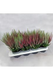 Calluna Beauty Ladies Ø 12 Twins