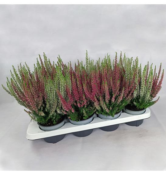 Calluna Beauty Ladies Ø 12 Twins