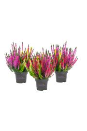 Calluna Beauty Ladies Ø 12 Trio