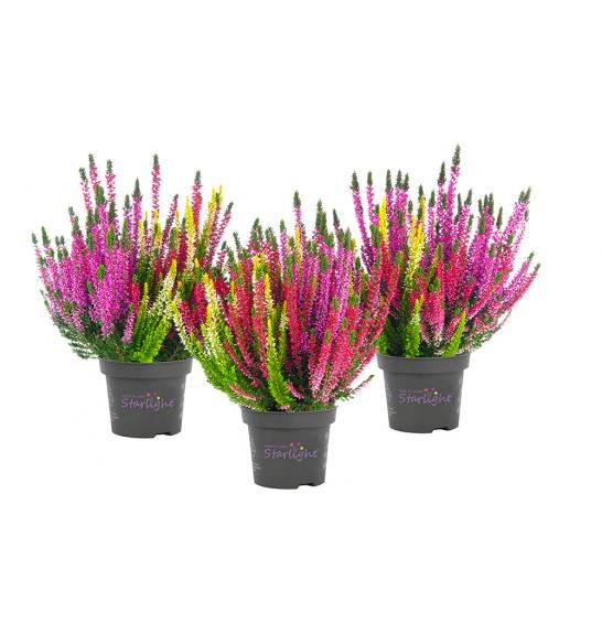 Calluna Beauty Ladies Ø 12 Trio