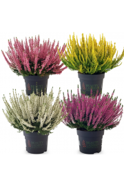 Calluna Beauty Ladies Ø 12 mix