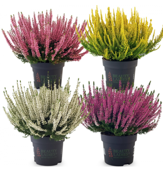 Calluna Beauty Ladies Ø 12 mix