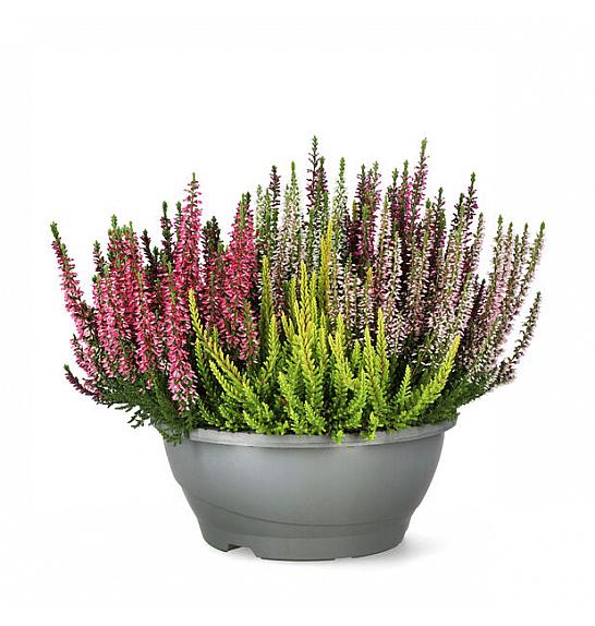 Calluna Beauty Ladies Mosaika; Ø23 cm