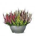 Calluna Beauty Ladies Mosaika Ø 23