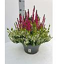 Calluna Beauty Ladies Colour Crown Ø 23