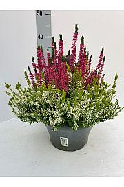 Calluna Beauty Ladies Colour Crown Ø 23