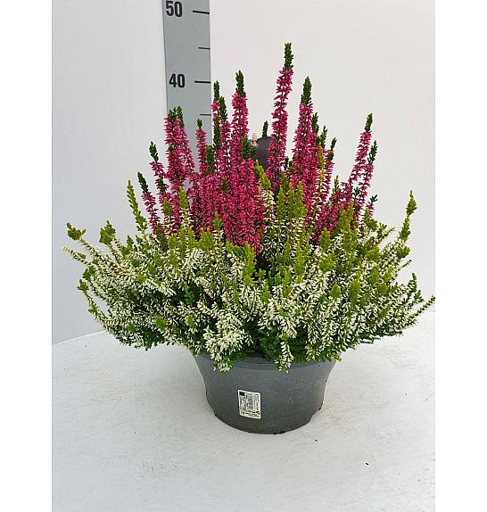 Calluna Beauty Ladies Colour Crown Ø 23