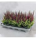 Calluna Beauty Ladies Colour Crown Ø 10,5