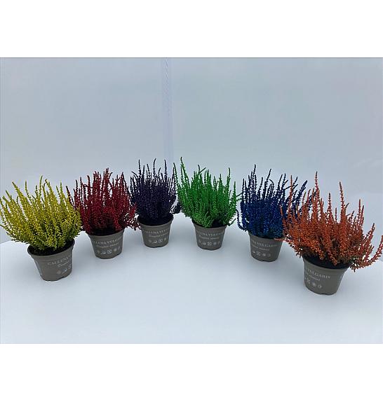 Calluna barvana Ø 10 mix