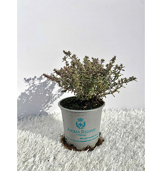 Thymus silver queen Ø9