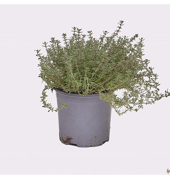 Thymus silver queen Ø 14
