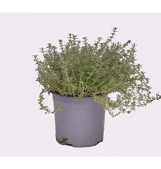 Thymus silver queen Ø 14