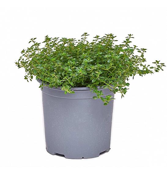 Thymus rasta Ø19