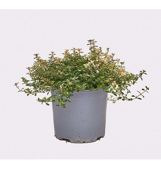 Thymus rasta Ø14