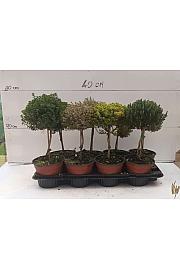 Thymus Ø14 mix Na Steblu 15 cm