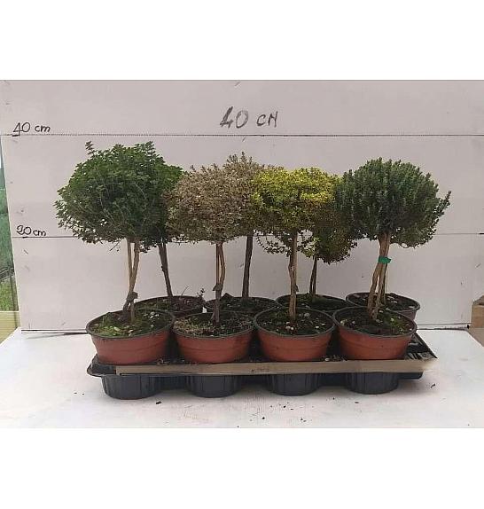 Thymus Ø14 mix Na Steblu 15 cm