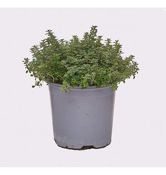 Thymus lady d Ø14