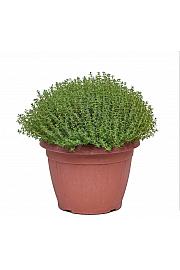Thymus faustini Ø25