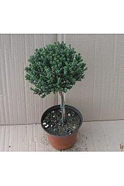 Thymus faustini Ø14 Na Steblu 15 cm