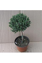 Thymus faustini Ø14 Na Steblu 15 cm