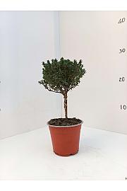 Thymus faustini Ø10 Na Steblu 10 cm