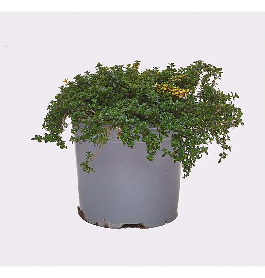 Thymus doone valley Ø14