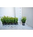 Buxus sempervirens  Ø 12 15-20 cm