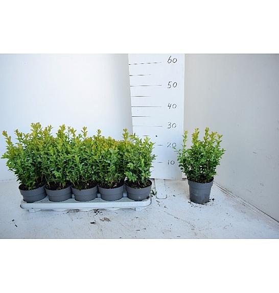 Buxus sempervirens  Ø 12 15-20 cm