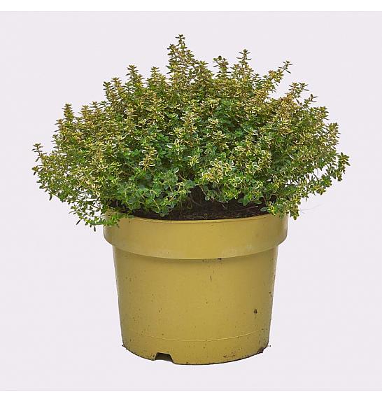 Thymus citriodorus aureus Ø19